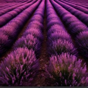 Meet your Posher, Vicky